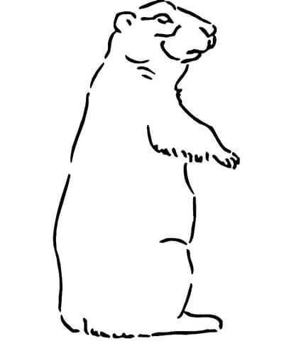 Prairie Dog  Coloring Page